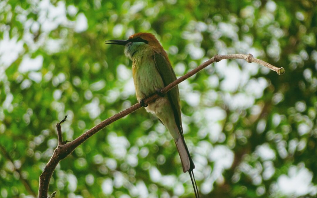 Taman Negara Bird Count 2020