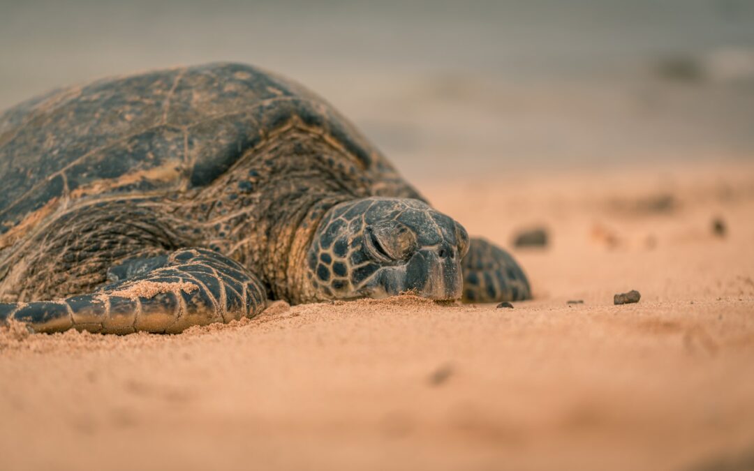 Turtle Conservation & Preservation Campaign