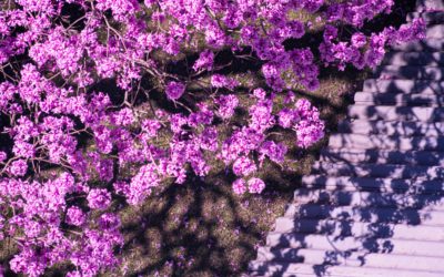 4 Interesting Facts About The “Sakura-Look-Alike” Tecoma Trees That We See in Malaysia