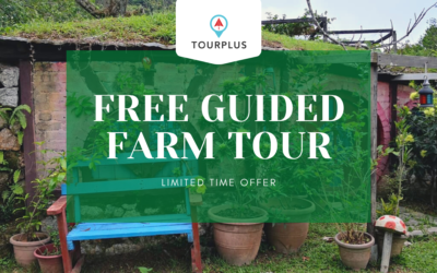 Enjoy The Tropical Fruit Farm Of Your Dream With No Fees Attached